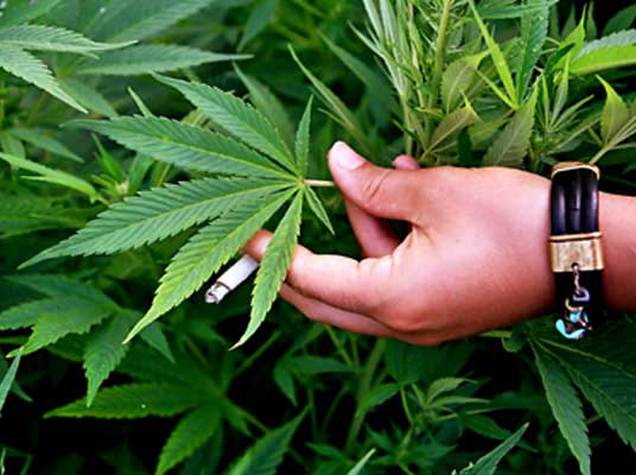В Грузии рассматривают закон о легализации наркотиков