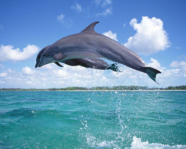 Ученые: причиной массовой гибели дельфинов в США оказался вирус