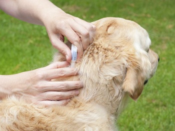 Борьба с клещами у собак: способы, методы и правила