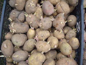 Особенности выращивания семенного картофеля и советы