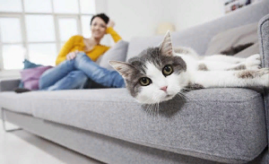Как почистить диван от плохих запахов и рекомендации