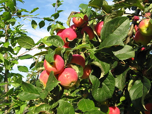 Правила и этапы выращивания яблони на даче