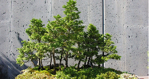 Правила и способы выращивания японского дерева бонсай