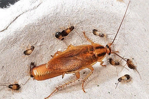 Эффективные способы уничтожения тараканов